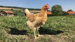 Kura Zielononóżka: polska rasa idealna dla początkujących hodowców