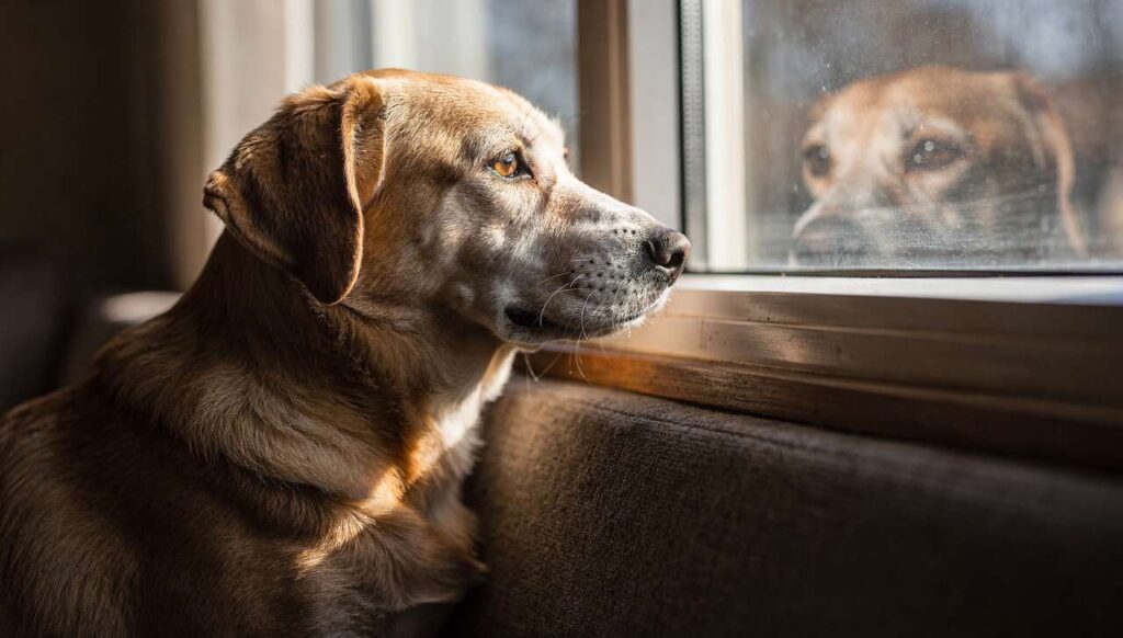 8 ras psów najbardziej podatnych na lęk separacyjny — nowe badanie z Helsinek