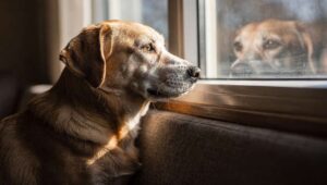 8 ras psów najbardziej podatnych na lęk separacyjny — nowe badanie z Helsinek