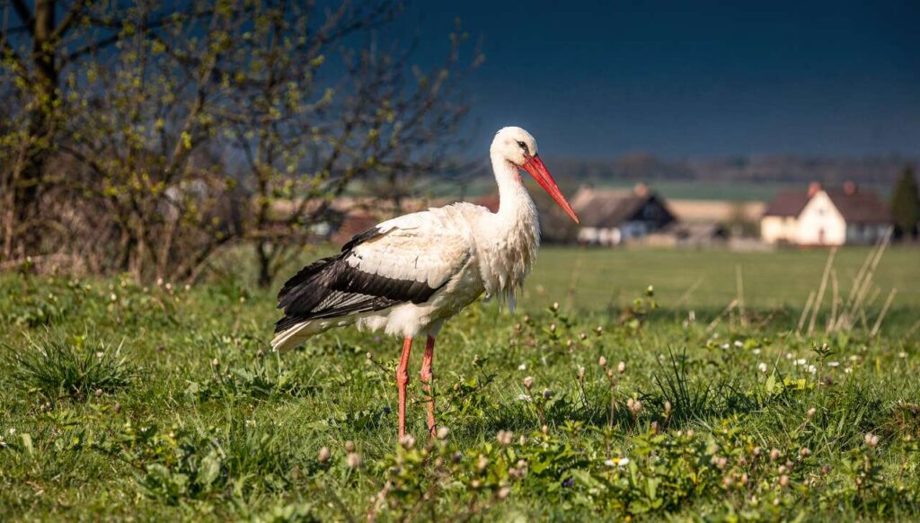 Pierwsze bociany już w Polsce: dane BirdLife z marca 2026 zaskakują ornitologów