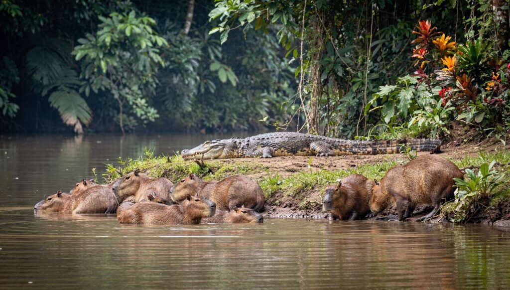 Dlaczego krokodyle nie atakują kapibar? Zoolodzy wyjaśniają zaskakujący mechanizm
