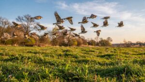 Skowronki wracają wcześniej niż zwykle: ornitolodzy łączą to z ciepłym marcem 2026