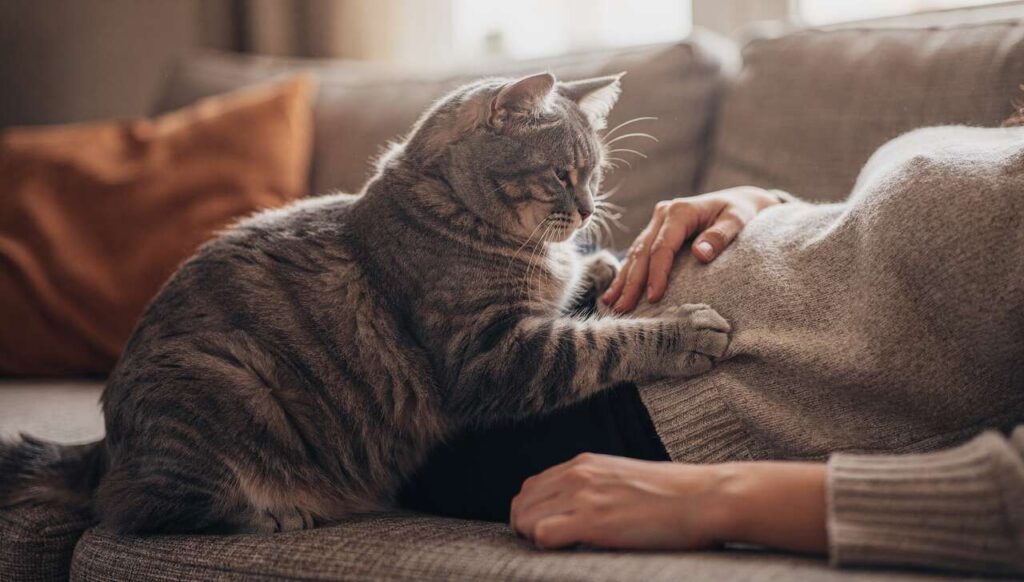 Kot ugniata brzuch właściciela: weterynarz wyjaśnia, czy to powód do niepokoju