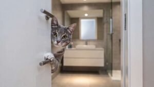 Dlaczego kot podąża za tobą do łazienki? Zoolog podaje zaskakujący powód