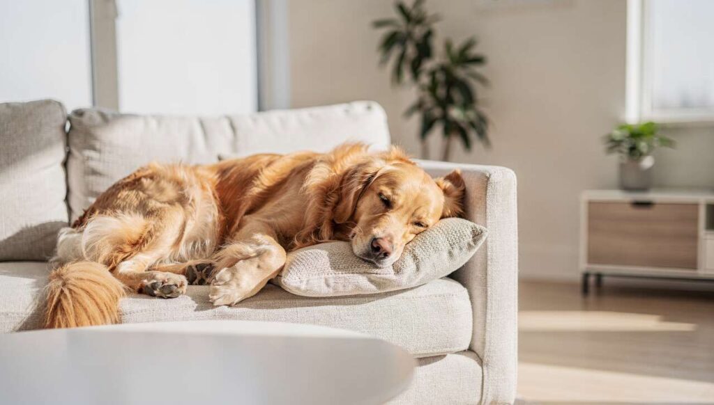 Rasy psów idealne do mieszkania: ranking 2026 według polskich trenerów