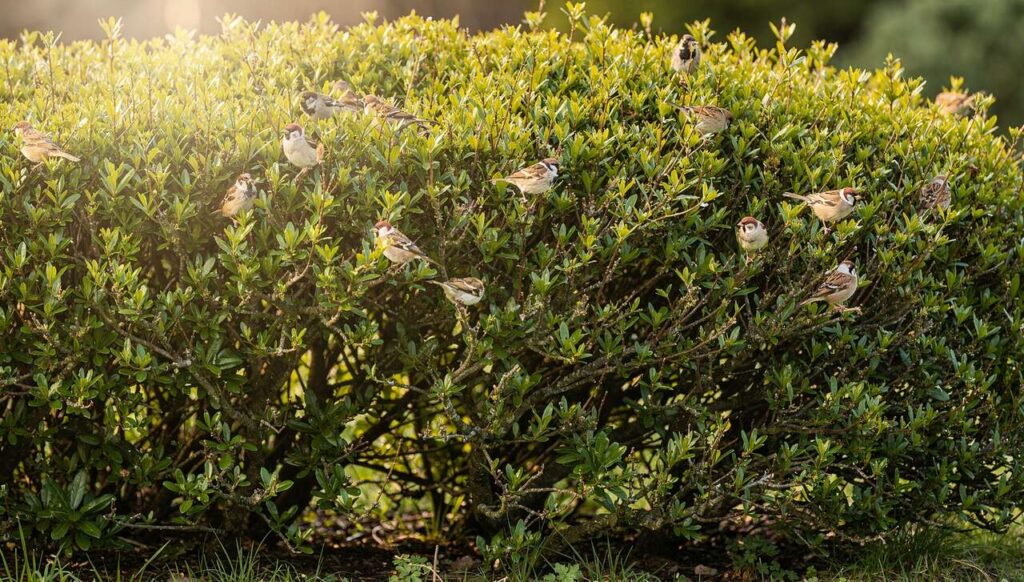 Dlaczego ornitolodzy proszą, by nie przycinać żywopłotów w kwietniu?