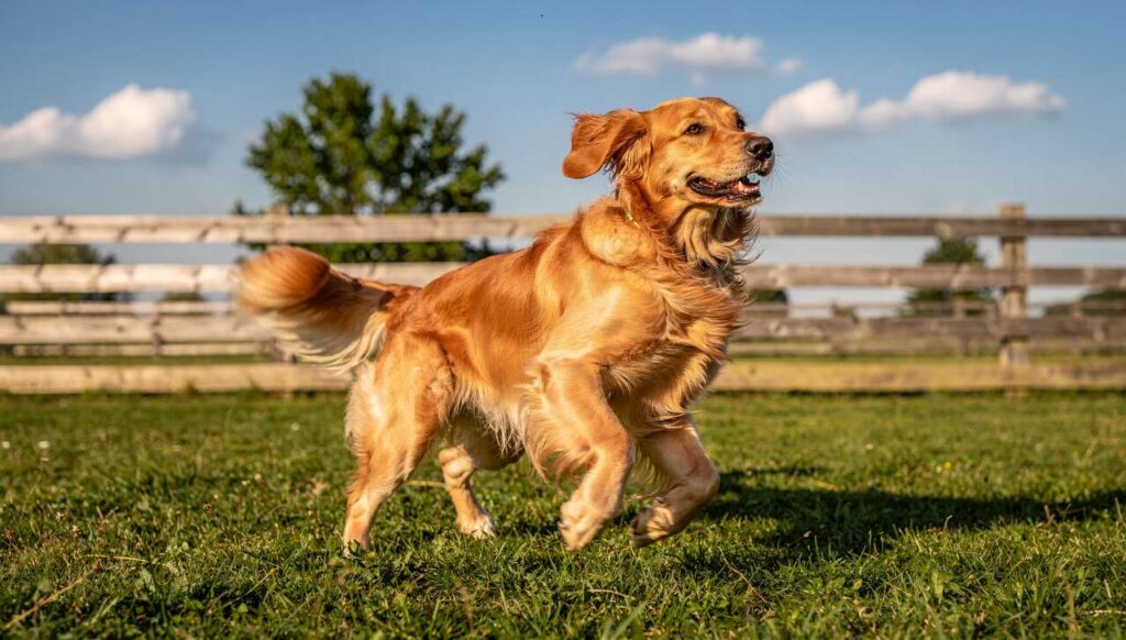 Dlaczego psy kręcą się w kółko przed położeniem? Badanie z 2026 roku obala mit o instynkcie