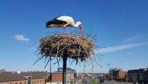 Bocian gniazduje na latarni zamiast na kominie: eksperci z PTOP tłumaczą nowy trend w 2026 roku