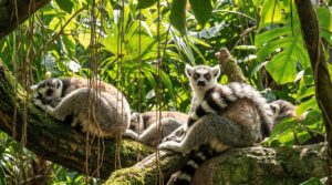 ZOO Wrocław otwiera nowy pawilon dla lemurów, pierwsi goście zobaczą 5 nowych gatunków