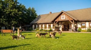 Dzień zwierząt bezdomnych 2026: 10 największych schronisk w polsce podaje liczbę zwierząt czekających na dom