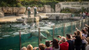 ZOO Gdańsk: narodziny fokarium i pierwsze pokazy karmionych fok szarych przyciągają tłumy